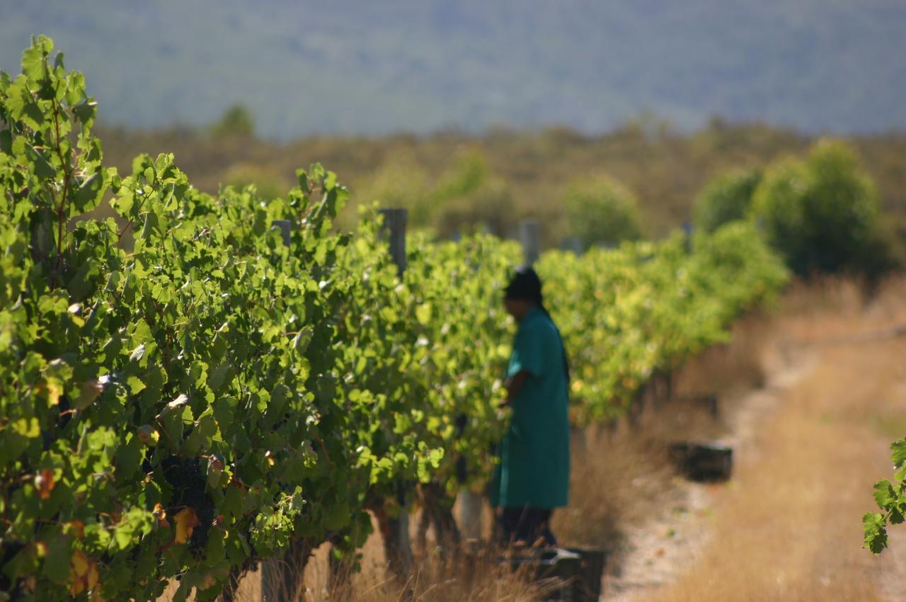 Fraaigelegen Farm - Home Of Adhara Evoo تولباغ المظهر الخارجي الصورة